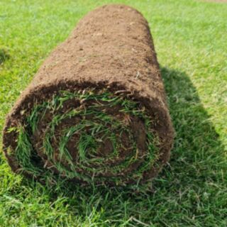 Rolawn Hallstone Multi-Purpose Ryegrass/Fescue Natural Turf 1m² Roll